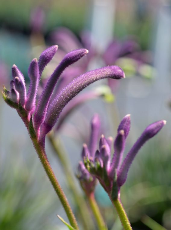 anigozanthos celebrations ‘carnivale pbr 1