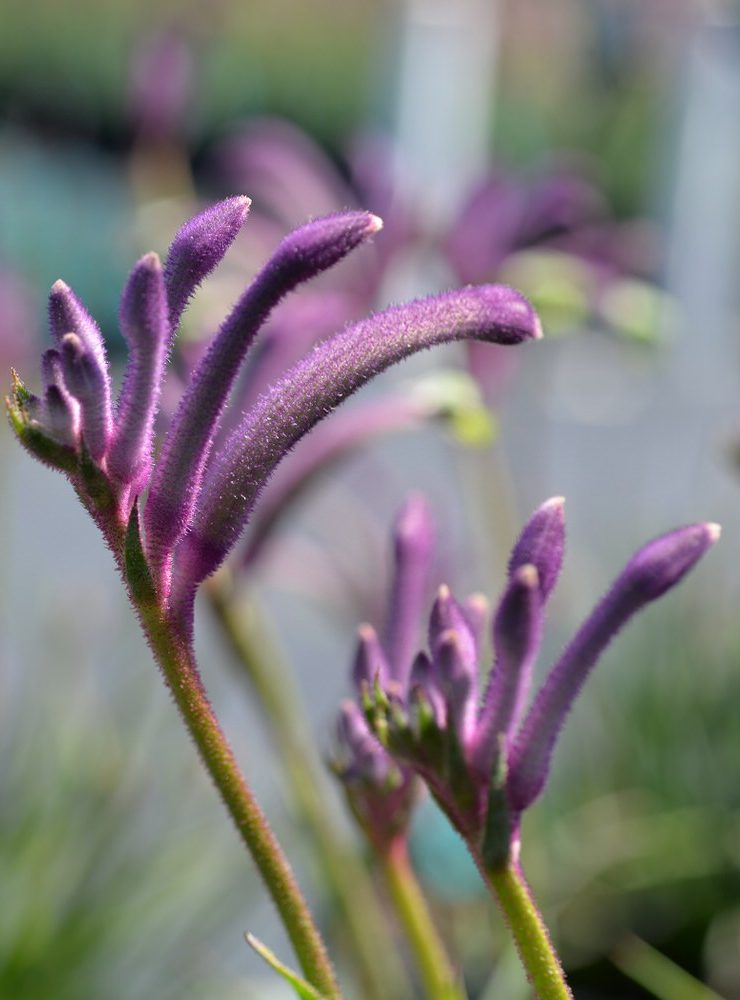 anigozanthos celebrations ‘carnivale pbr 1