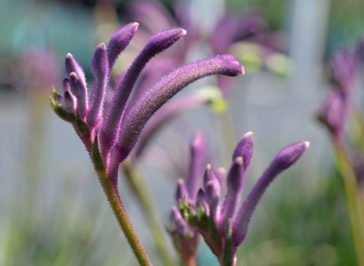 anigozanthos celebrations ‘carnivale pbr 1