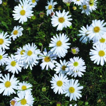brachyscome ‘white bliss 1