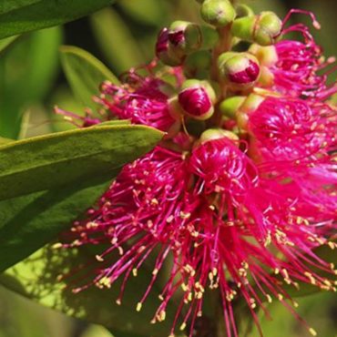 callistemon fluro burst tm spp ‘cnu19 4