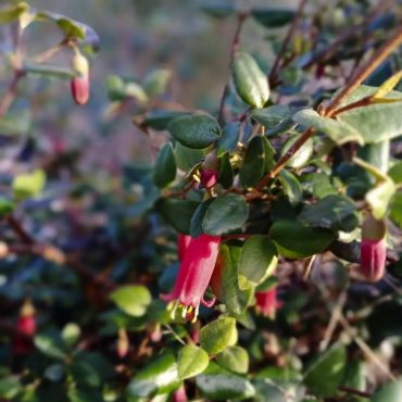 correa ‘midnight blush 2