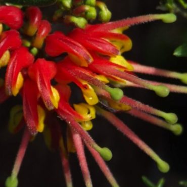 grevillea ‘bonnie prince charlie 5