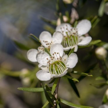 leptospermum flavescens ‘cardwell 5
