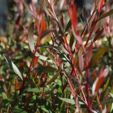 leptospermum polygalifolium ‘copper glow 4