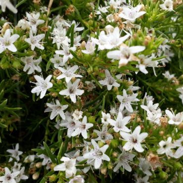myoporum parvifolium yareena pbr ‘par01 4