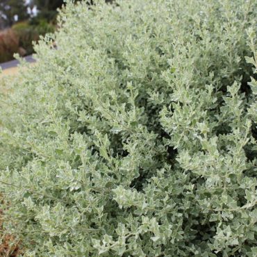 rhagodia aussie flat bush tm ‘sab01 4