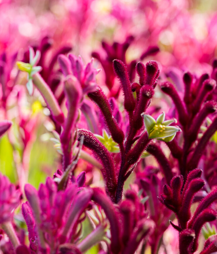 red rocks 98 anigozanthos bush pearl anigozanthos bush pizzazz