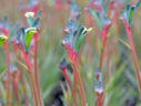 fireworks group flowers 2 web