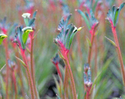 fireworks group flowers 2 web