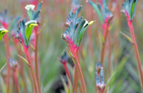 fireworks group flowers 2 web