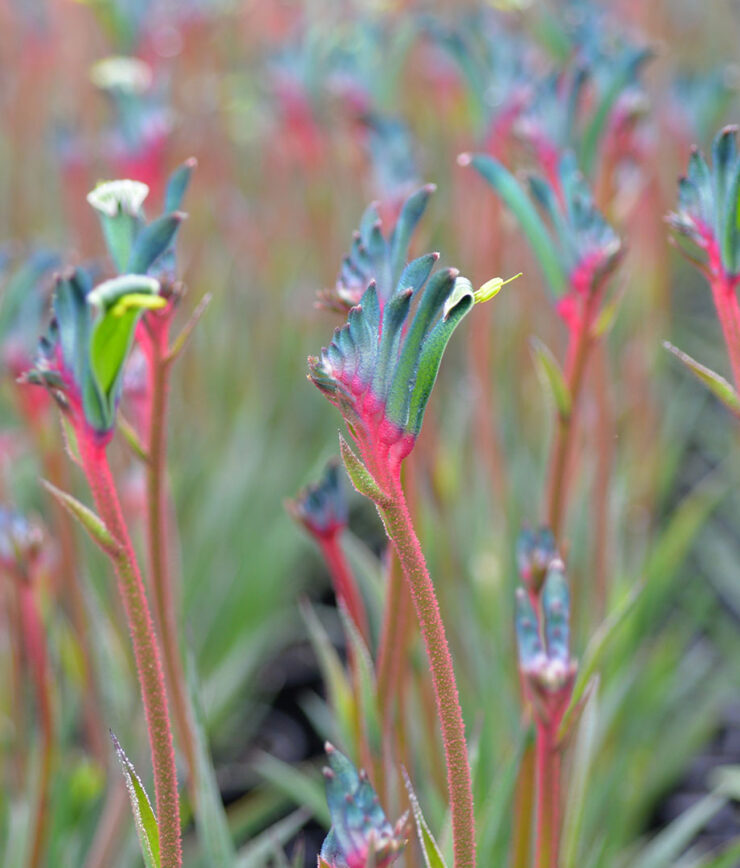 fireworks group flowers 2 web