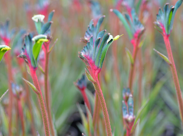 fireworks group flowers 2 web