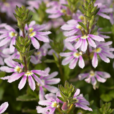 aussie salute pink feature