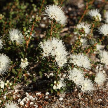 1 Kunzea pomifera (Custom)