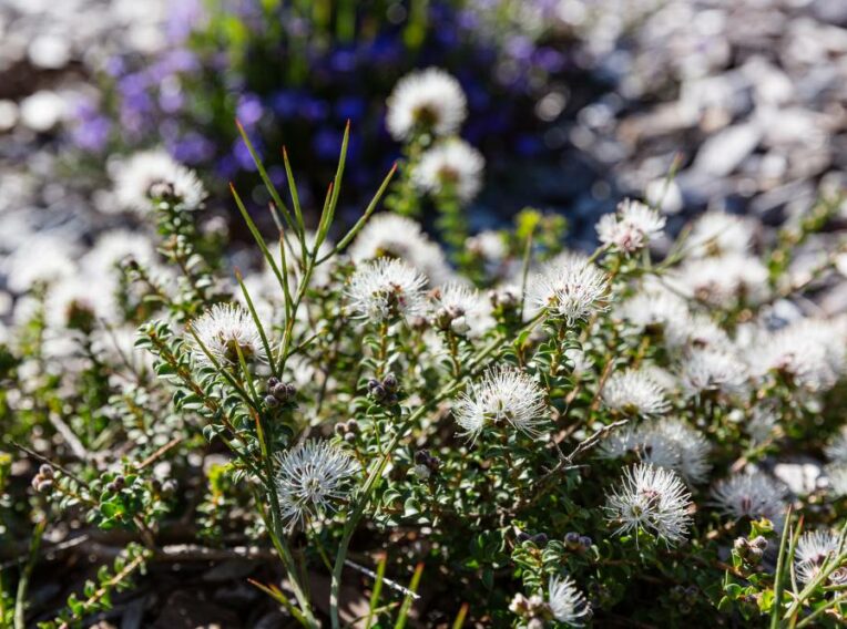 Red Rocks 441.jpg Kunzea pomifera (Custom)