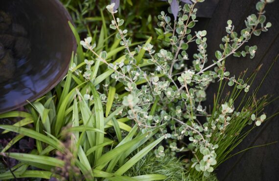 0616 Flower Show 93 1