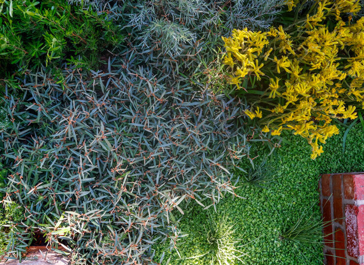 Website image 2 Plant combo