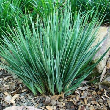 0248231 dianella revoluta littlerev foliage
