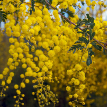 acacia spectabilis 04