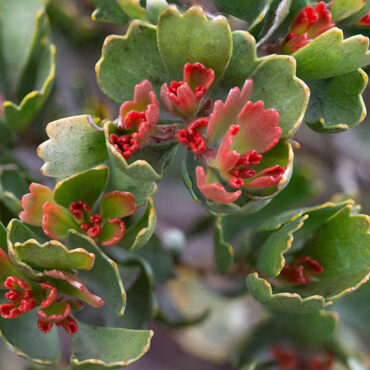 adenanthos cuneatus 05