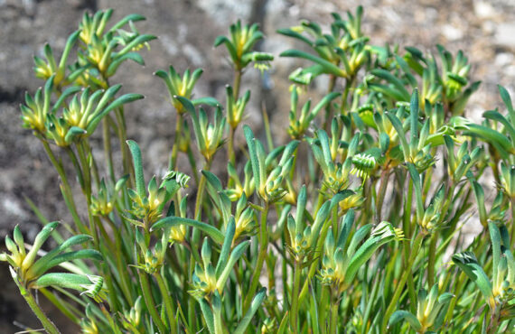 Anigozanthos Celebrations ‘Aussie Spirit’ 03