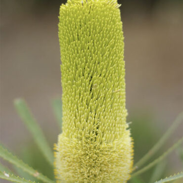 Banksia attenuata Dwarf 02
