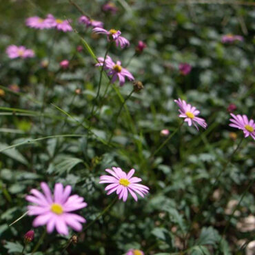 Brachyscome ‘Hot Candy’ 03