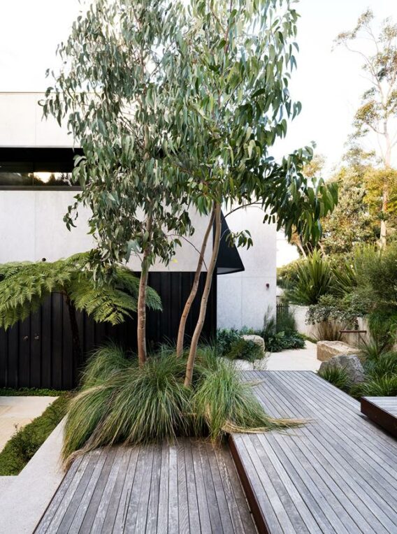 Central Coast Garden Article Image 9 Platylobium INSTA credit