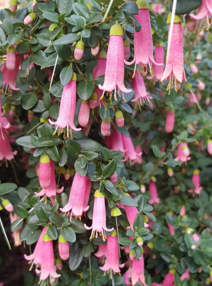 Correa pulchella ‘Little Cate’ 02