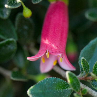 Correa pulchella ‘Little Cate’ 03