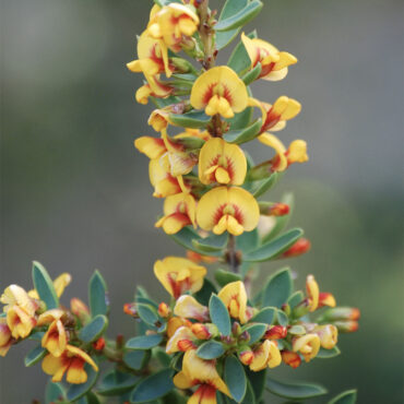 Eutaxia obovata nana 01