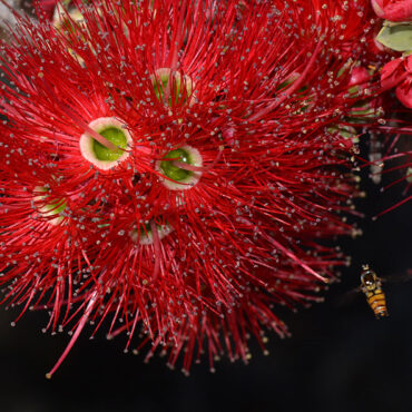 Kunzea pulchella 03