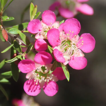 Leptospermum ‘Tickled Pink’ 04