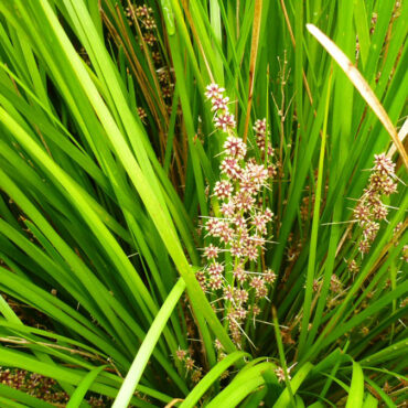 Lomandra ‘Lime Tuff’ 03