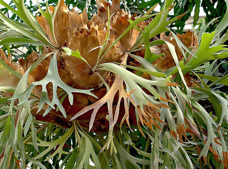 platycerium bifurcatum