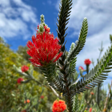 Regelia velutina 05