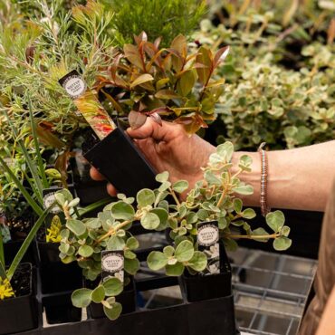 npp 16 plant box