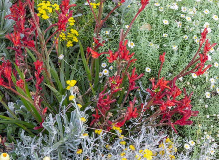 JASON MATHERS GARDEN P4A6340