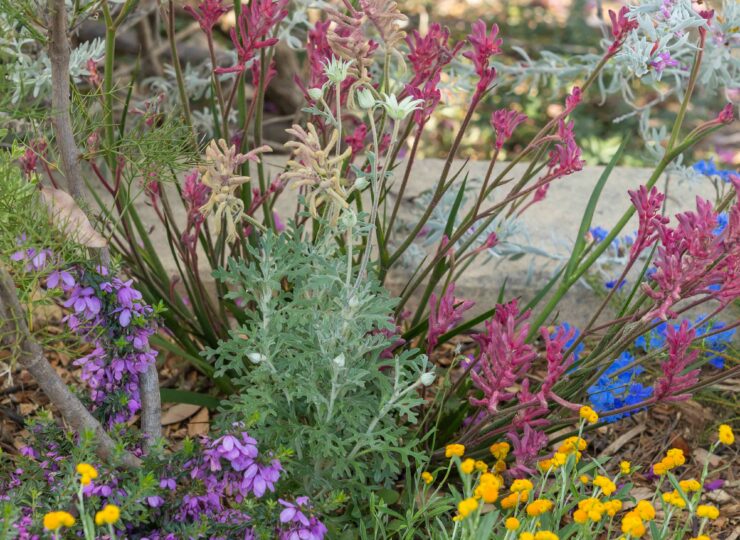 JASON MATHERS GARDEN P4A6442
