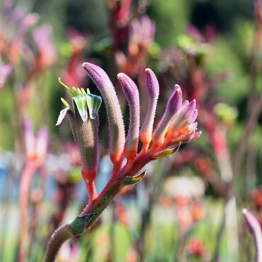 1 Anigozanthos KingsParkRoyale