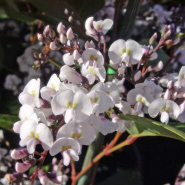 1 Hardenbergia FreeandEasy