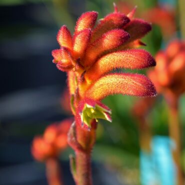 2 Anigozanthos BushSurprise