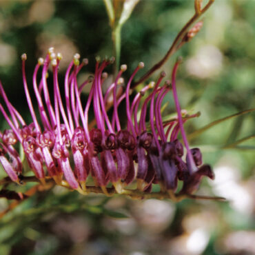 2 Grevillea BronzeRambler