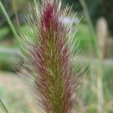 2 Pennistetum alopecuroides PurpleLea