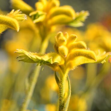 3 Anigozanthos BushZest (Large)