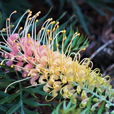 3 Grevillea LemonBaby
