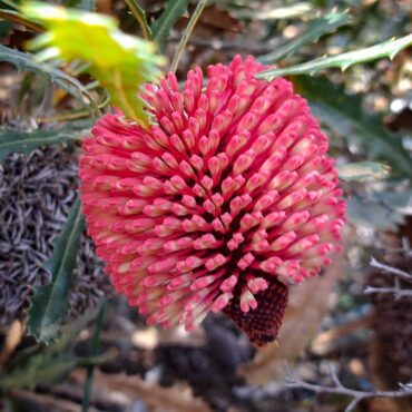 banksia caleyi red lantern banksia 20231024 2 td 1536x1152 1