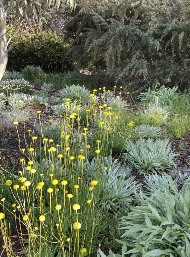 4. Rainbow flushes of colour with Billy Buttons Ammobium alatum and Grass Tree
