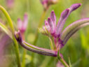 Anigozanthos Celebrations ‘Carnivale’b